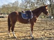 A vendre hongre 3 ans CSO CCE