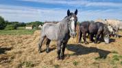 Gelding Percheron For sale 2022 Grey