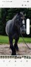 Ruin Percheron Te koop 2022 Schimmel ,  Velour d'ecor