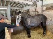 Ruin Percheron Te koop 2022 Schimmel ,  Velour d'ecor