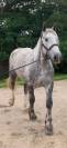 Ruin Percheron Te koop 2022 Schimmel ,  Velour d'ecor