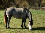 Poney fran&ccedil;ais de selle femelle 5 ans mont&eacute; 1m40