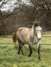 Poney fran&ccedil;ais de selle femelle 5 ans mont&eacute; 1m40