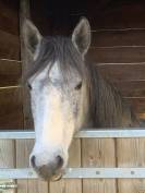 Poney fran&ccedil;ais de selle femelle 5 ans mont&eacute; 1m40