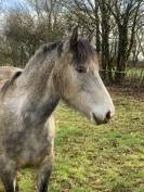 Poney fran&ccedil;ais de selle femelle 5 ans mont&eacute; 1m40