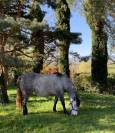 Poney fran&ccedil;ais de selle femelle 5 ans mont&eacute; 1m40