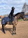 KWPN - hongre - 6 ans - top origines