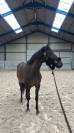 KWPN - hongre - 6 ans - top origines