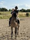 KWPN - hongre - 6 ans - top origines