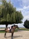 KWPN - hongre - 6 ans - top origines