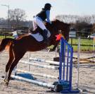 Jument de sport SF
