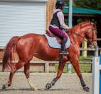 Jument de sport SF