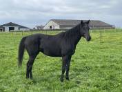Cheval entier