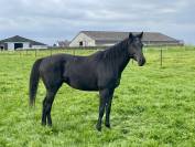 Cheval entier