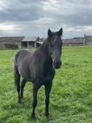 Cheval entier