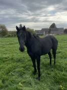 Cheval entier