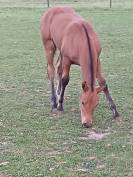 Louna