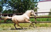 Exeptionnelle jument 100% dressage palomino