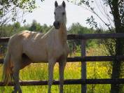 Exeptionnelle jument 100% dressage palomino