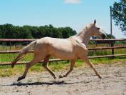 Exeptionnelle jument 100% dressage palomino