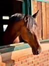 Cavallo 2016 