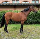 Cavallo 2016 