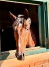 Cavallo 2016 