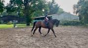 Vend cheval selle fran&ccedil;ais 12 ans