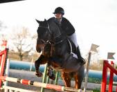 Vend cheval selle fran&ccedil;ais 12 ans