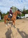 Cheval de Cso a vendre 