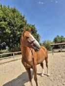 Cheval de Cso a vendre 