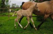 Pouliche QH