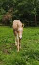 Pouliche QH