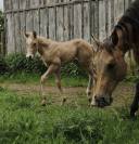 Pouliche QH