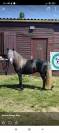 &Eacute;talon Dartmoor 4 ans