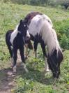 &Eacute;talon Dartmoor 4 ans