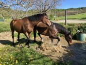 ENSEIGNANT D' EQUITATION