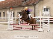 Poney Paint Horse
