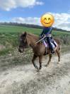 Poney Paint Horse