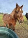 Poney Paint Horse
