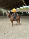 Poney Paint Horse