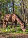 Vendo caballo 