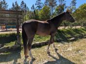 Vendo caballo 