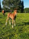 PONETTE D POULINI&Egrave;RE CSO