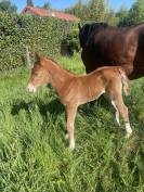 PONETTE D POULINI&Egrave;RE CSO