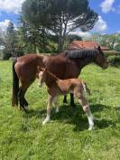PONETTE D POULINI&Egrave;RE CSO