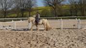 Irish Cob PP palomino 
