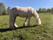 Irish Cob PP palomino 