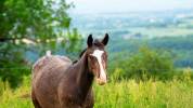 Pouliche Appaloosa PP 2025