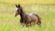 Pouliche Appaloosa PP 2025